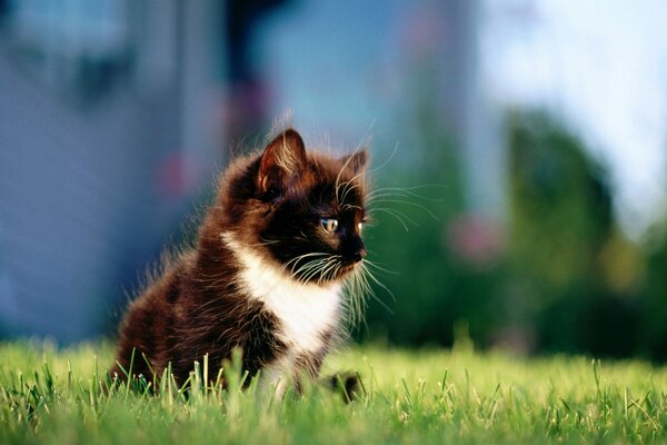 Chaton noir et blanc assis sur l herbe