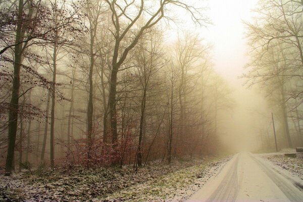 A road in a beautiful forest at dawn