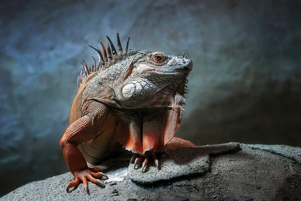 Iguana sobre fondo gris primer plano