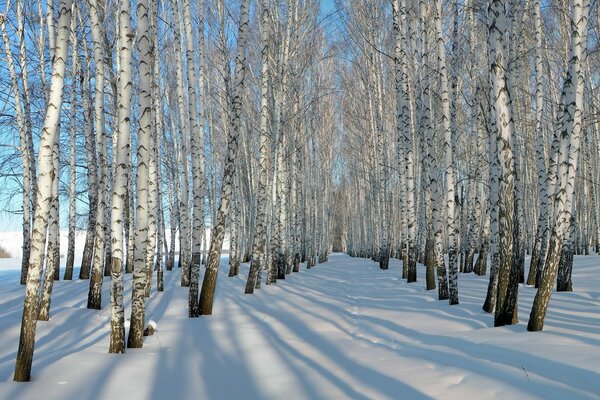 Winter. Snow covered the birches