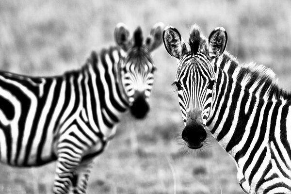 Two zebras. black and white photo