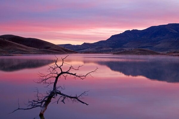 Arbre nu sur fond de coucher de soleil écarlate