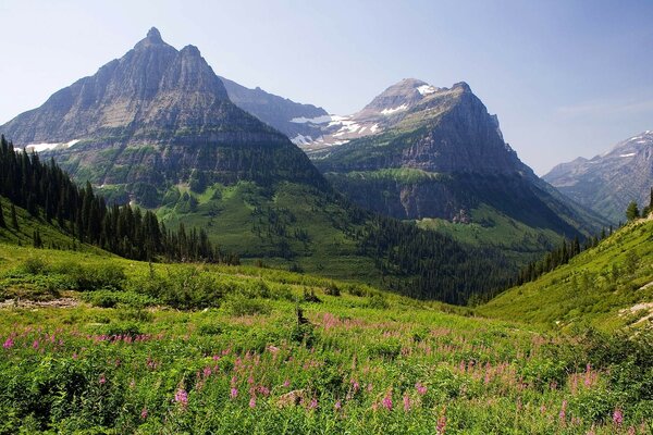 Prairie de fleurs sur fond de crêtes de montagnes