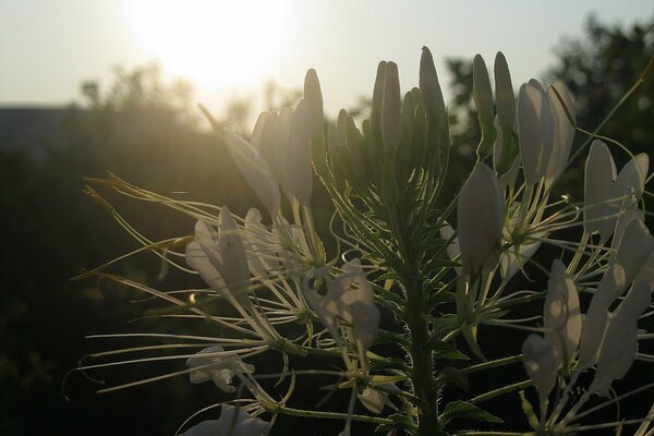 Weiße Blume mit Ranken bei Sonnenuntergang