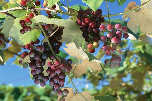 Red grapes hanging in clusters