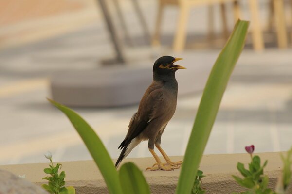 Bird near the grass close-up