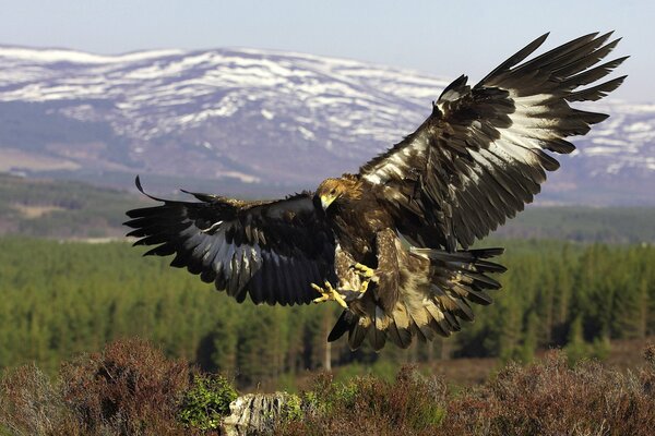 Goldener Adler im Flug in den Bergen