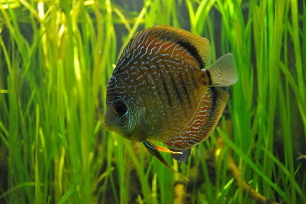 Discus en el acuario en el fondo de algas