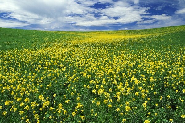 Bellissimo campo estivo con fiori gialli