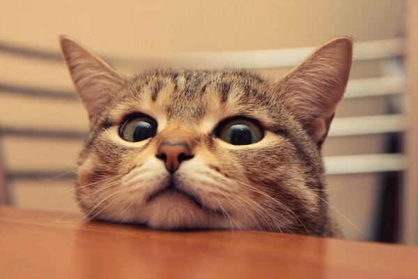 Cara de gato en la mesa con ojos grandes