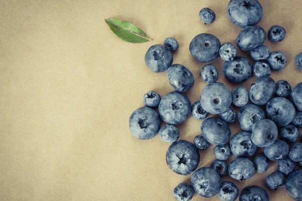 Heidelbeeren seitlich auf hellem Hintergrund Minimalismus