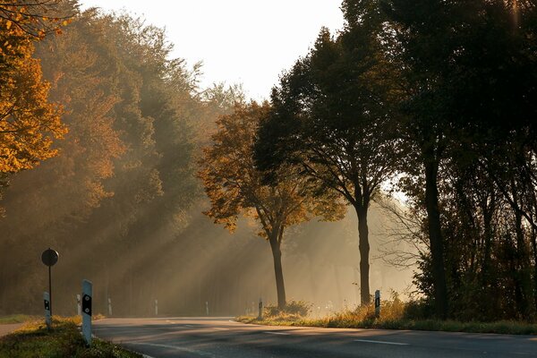 Die Sonnenstrahlen schlängeln sich geschickt durch die Baumkronen