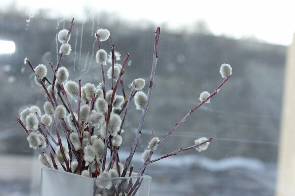 Willow twigs on the windowsill in spring