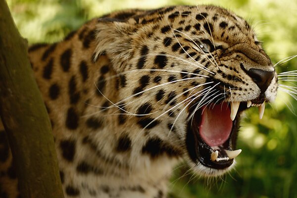 A leopard with an open mouth and big teeth