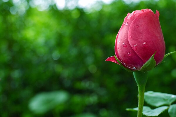 Gocce di rugiada sul bocciolo di rosa