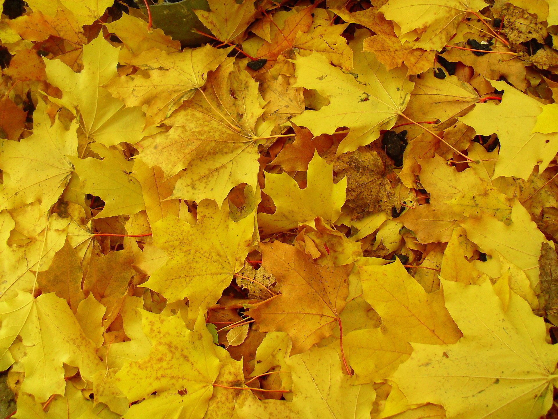 terra macro autunno giallo foglie