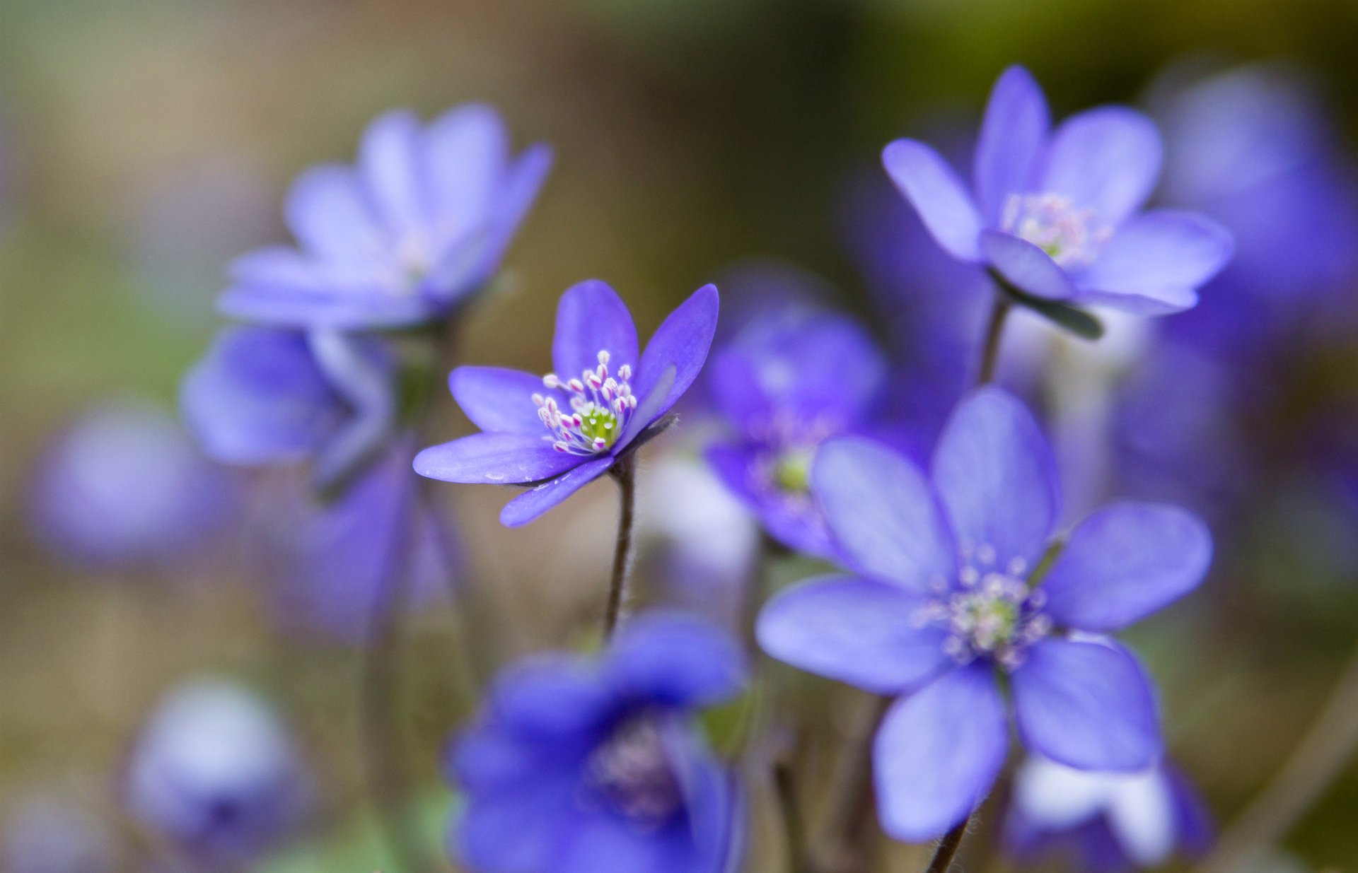 the coppice woods blue petals macro