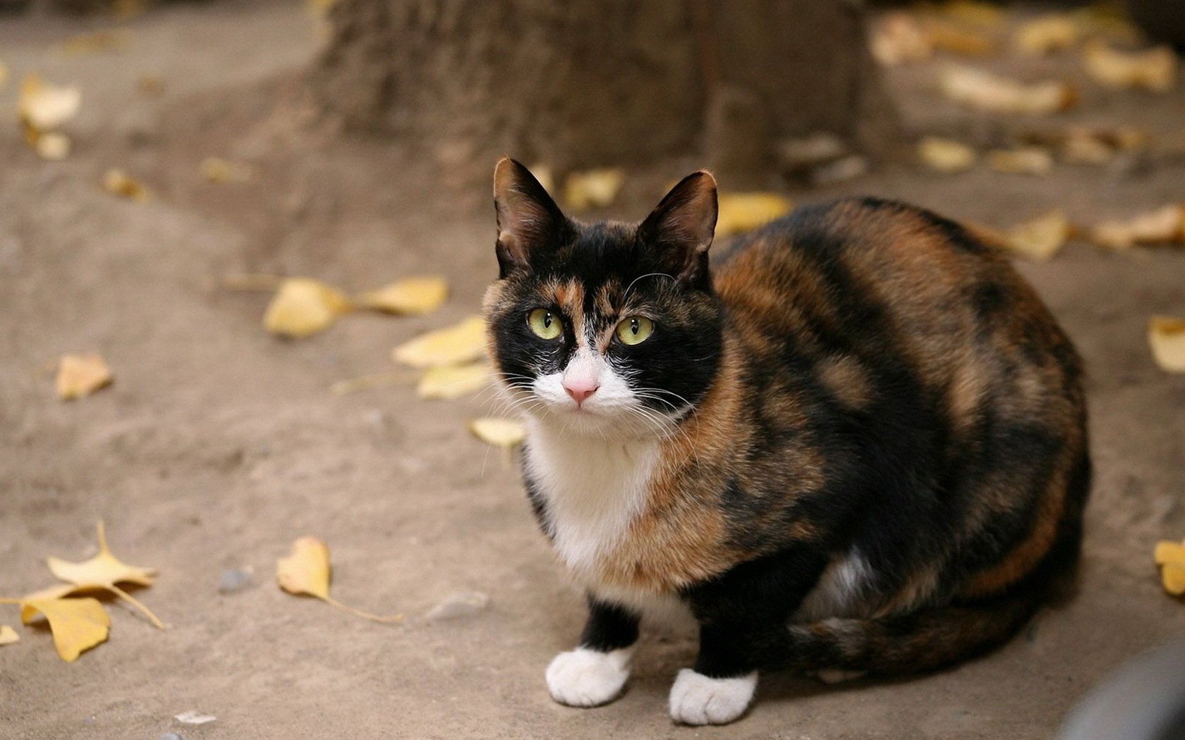 chat noir assis rousse regarder automne