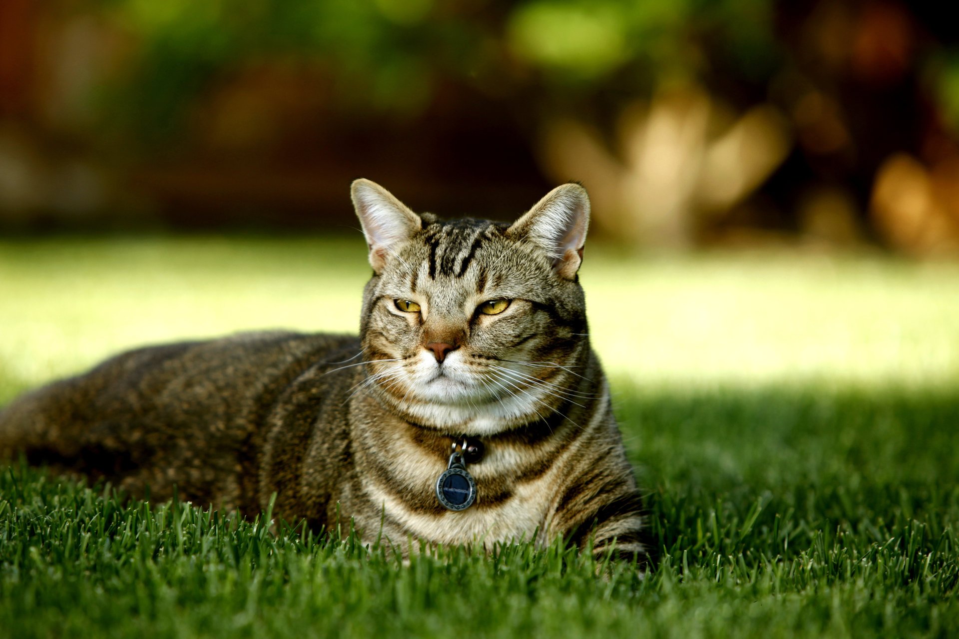 eine katze eine art britische schildkröte