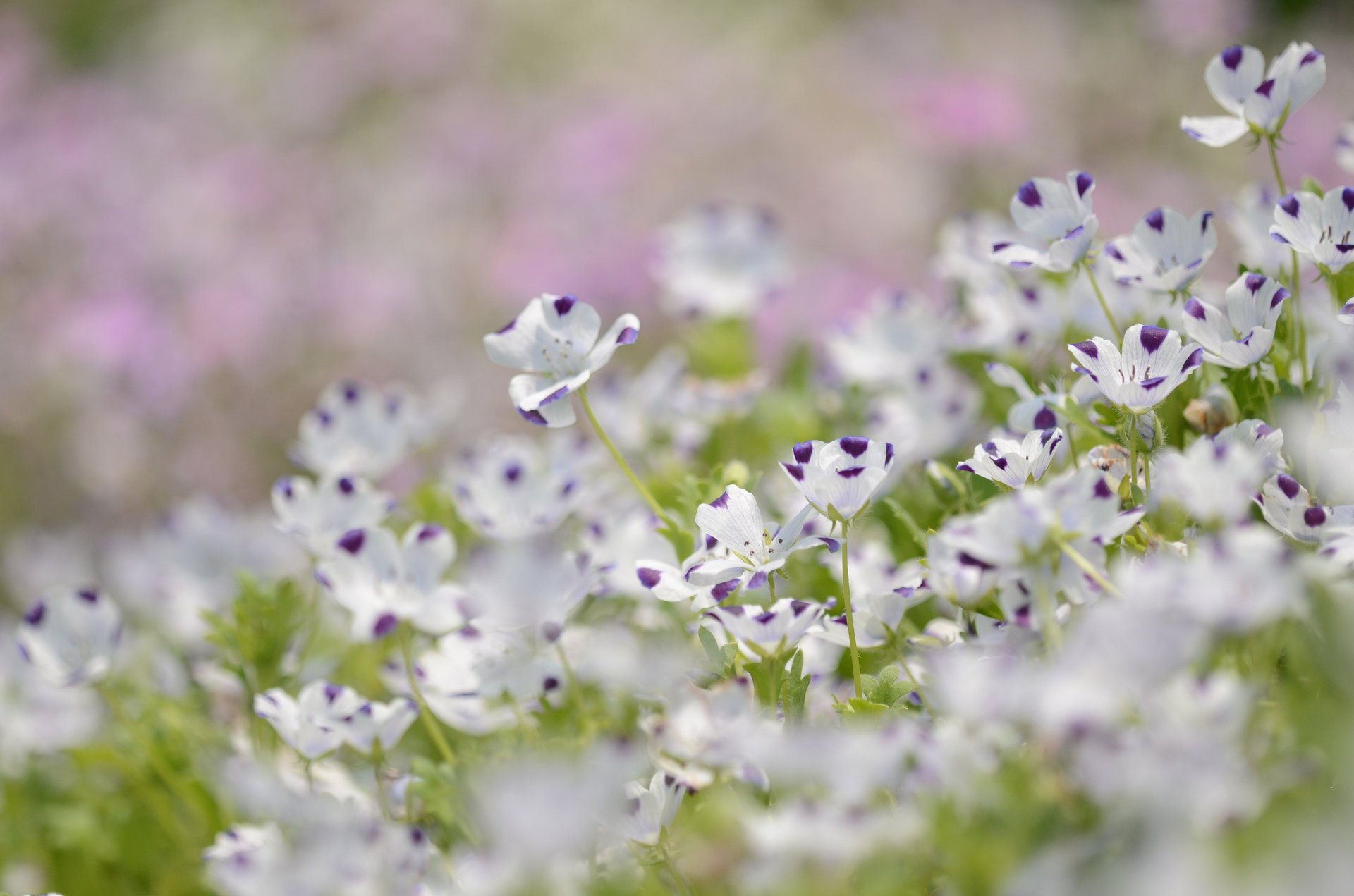 fleurs lin blanc violet pétales flou