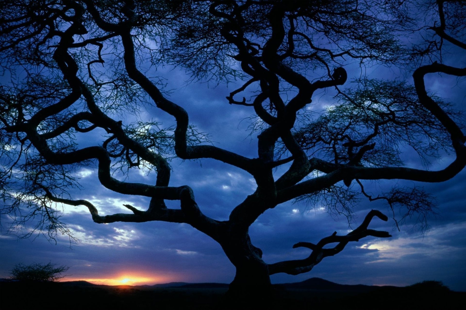 crooked sunset tree silhouette the evening