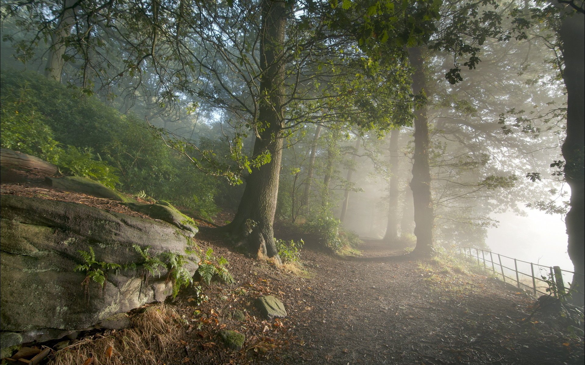 carretera naturaleza bosque luz