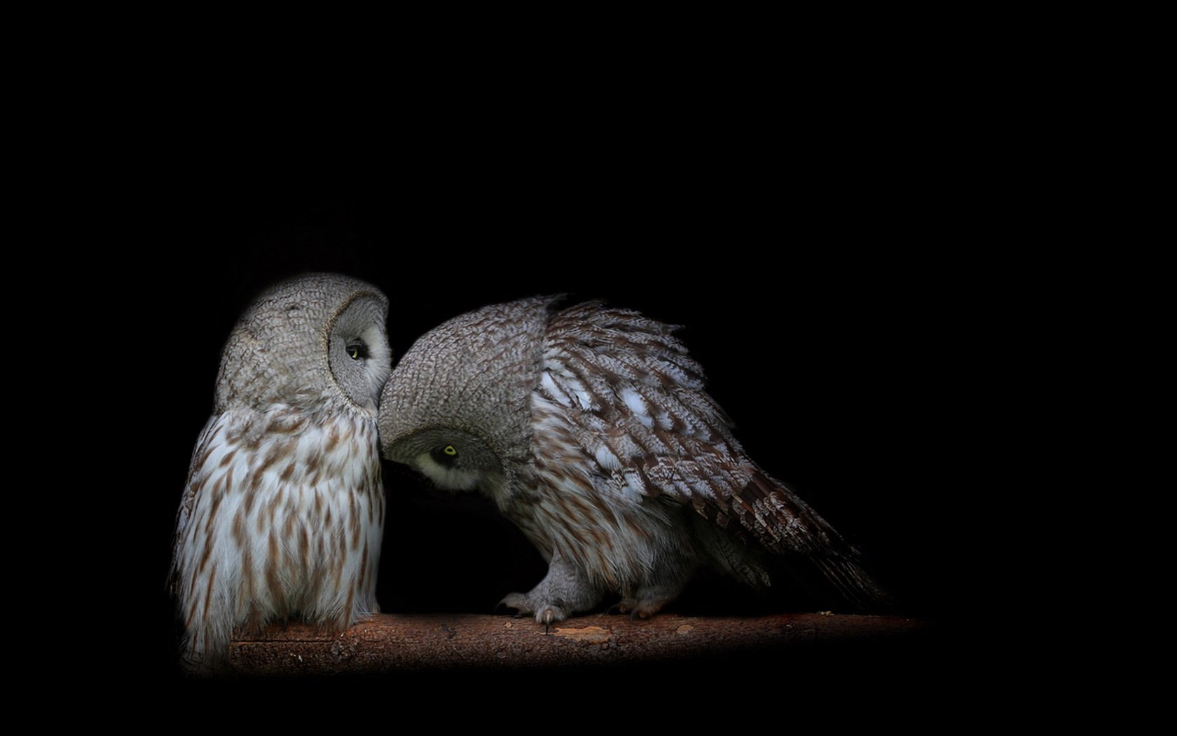 pareja fondo negro rama búhos aves