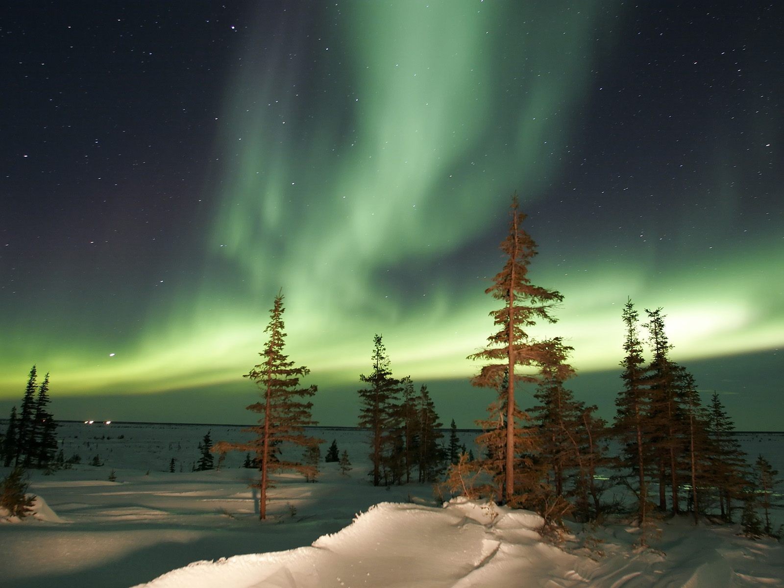 aurora boreal aurora árboles invierno noche