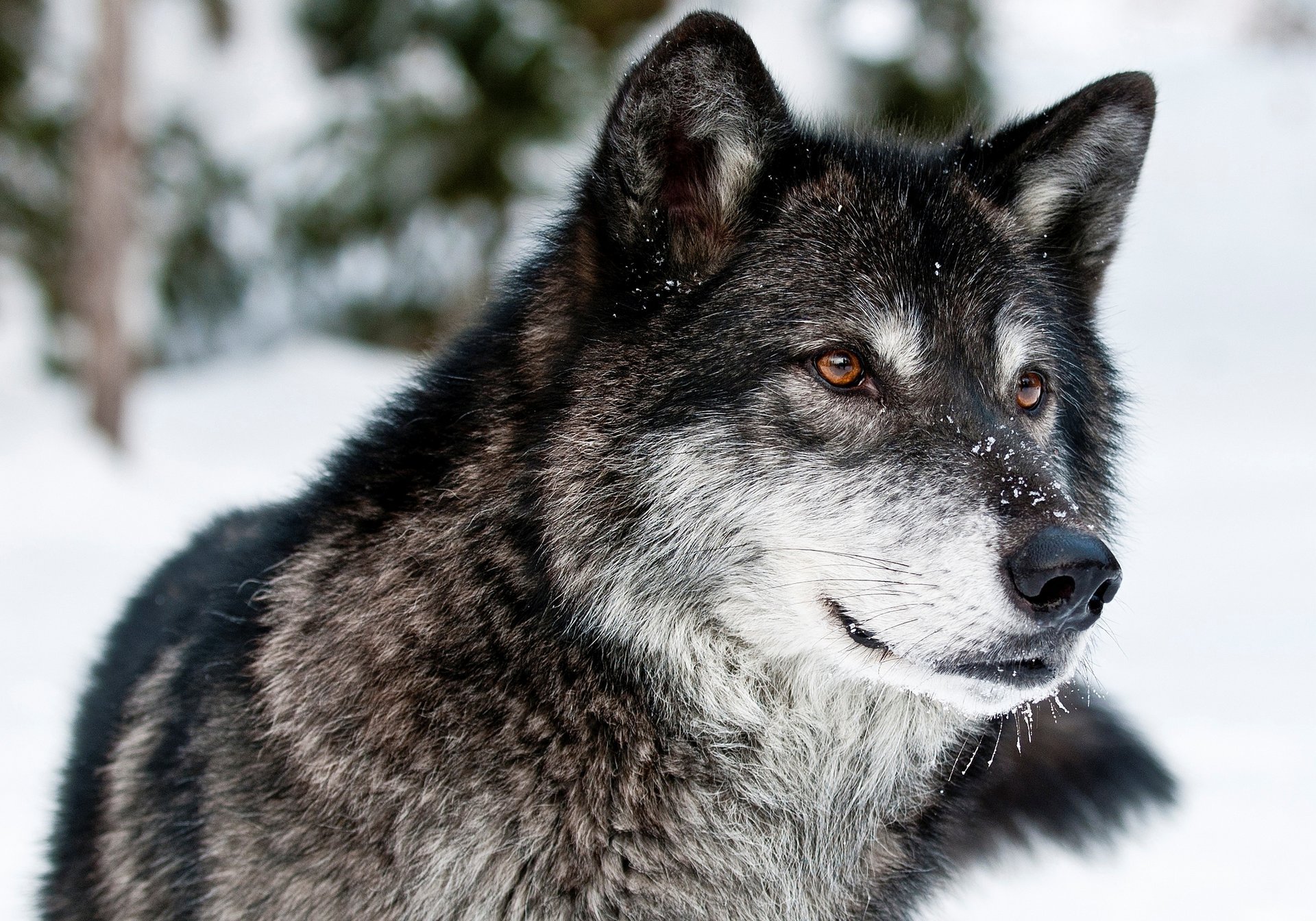 tiere wolf schwarz schnauze raubtier blick schnee winter