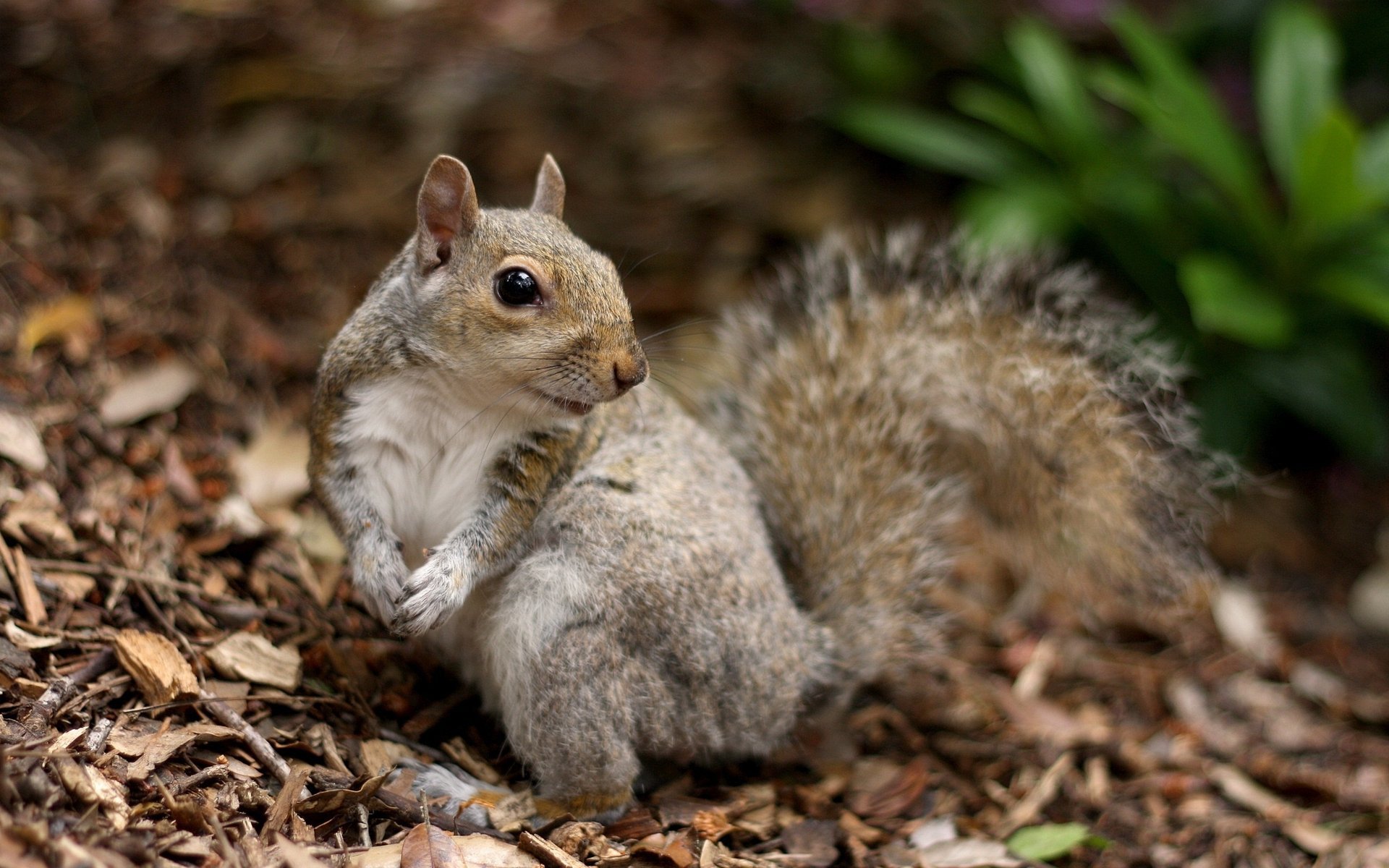 quirrel forest