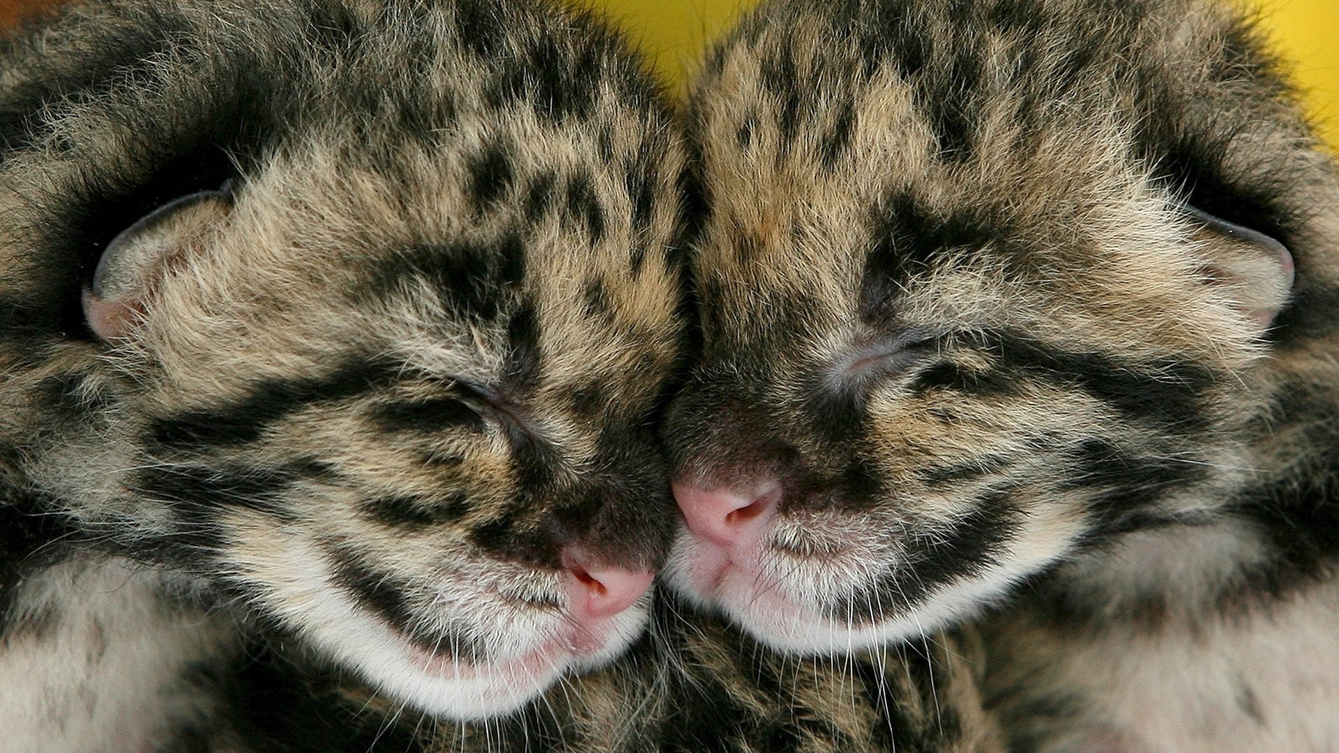 gatitos pareja dos juntos durmiendo