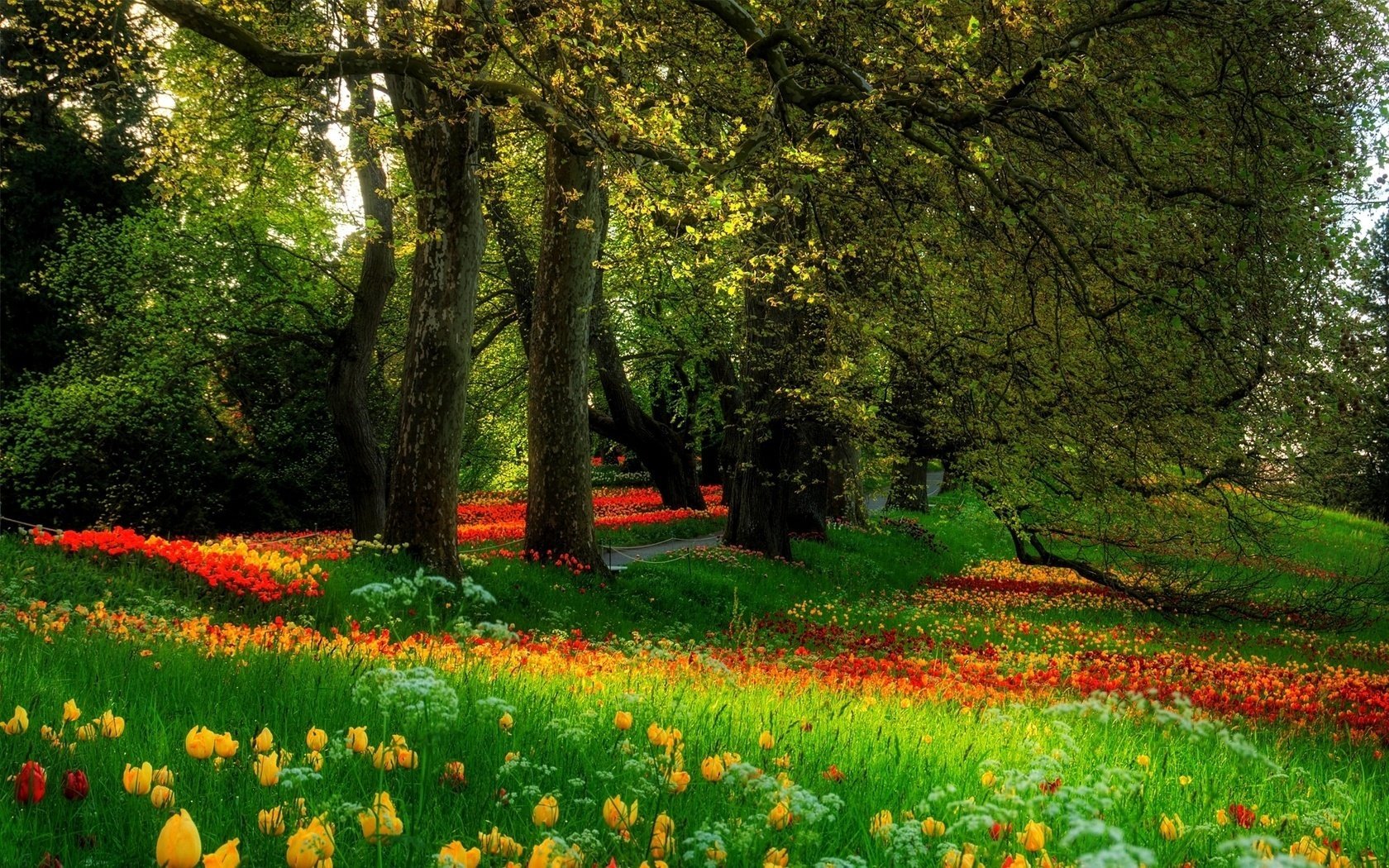 fiori natura parco alberi erba