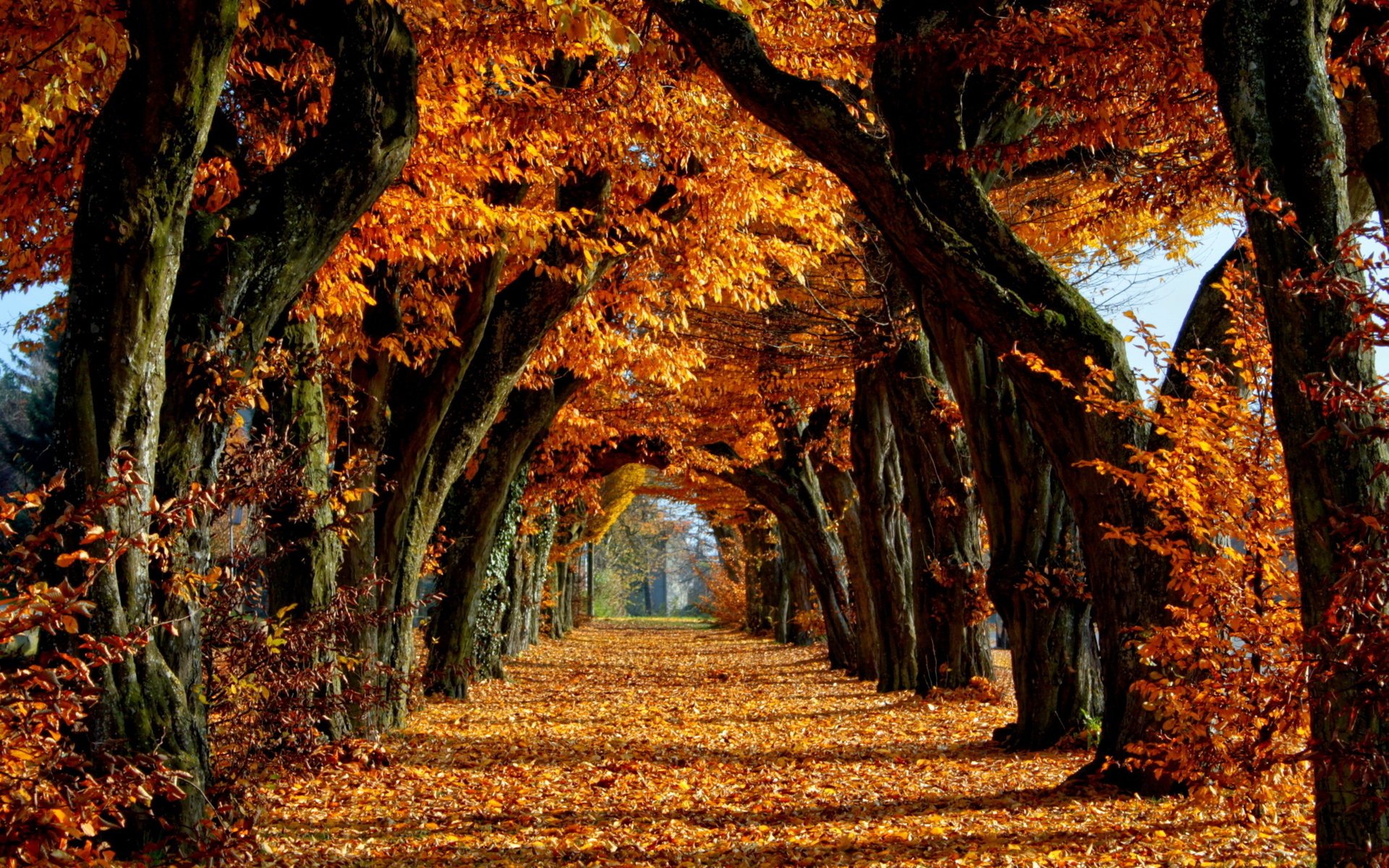 herbst blätter bäume