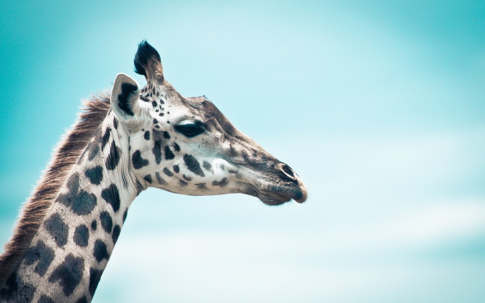 girafe fond nature