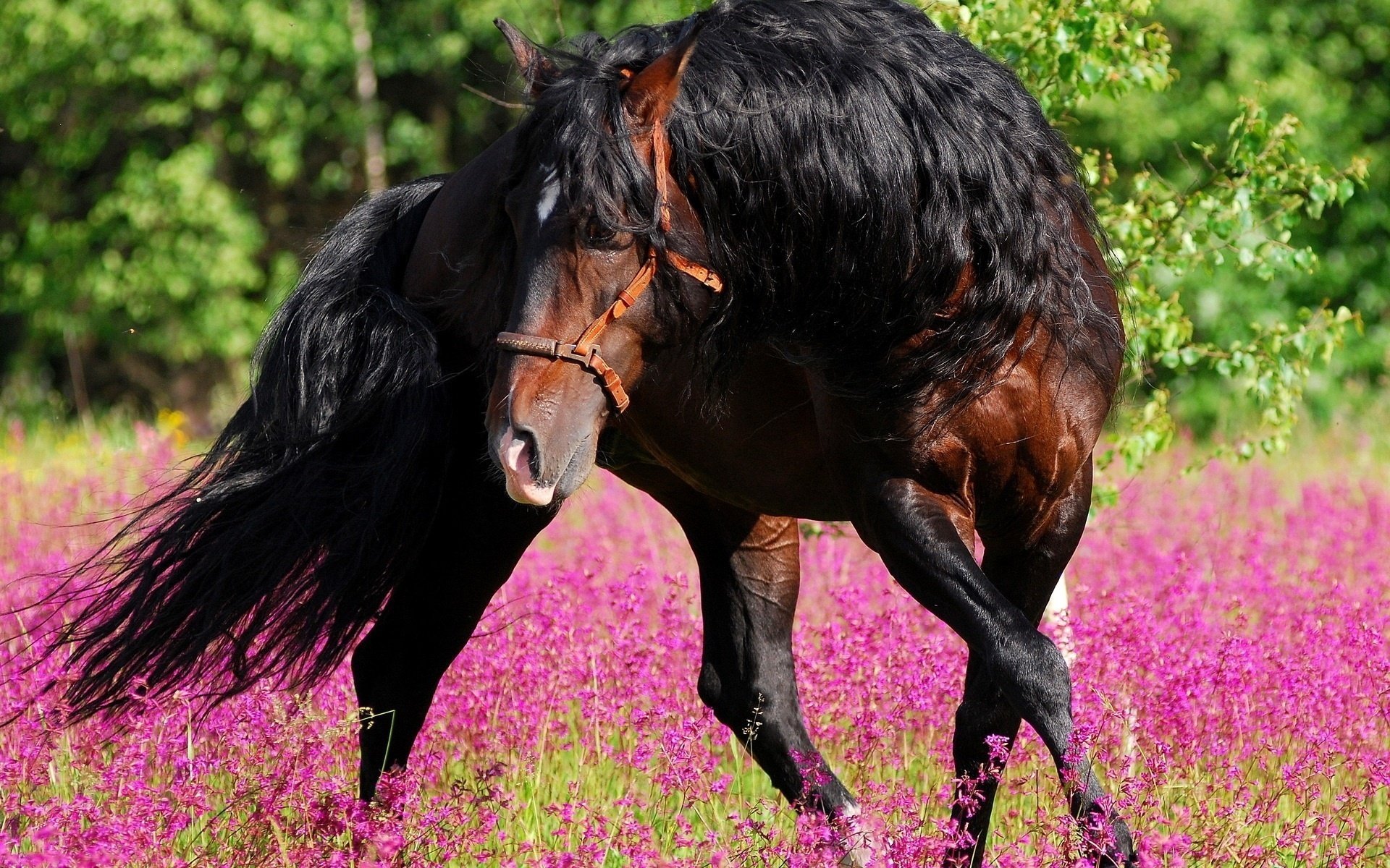 fiori cavallo bello