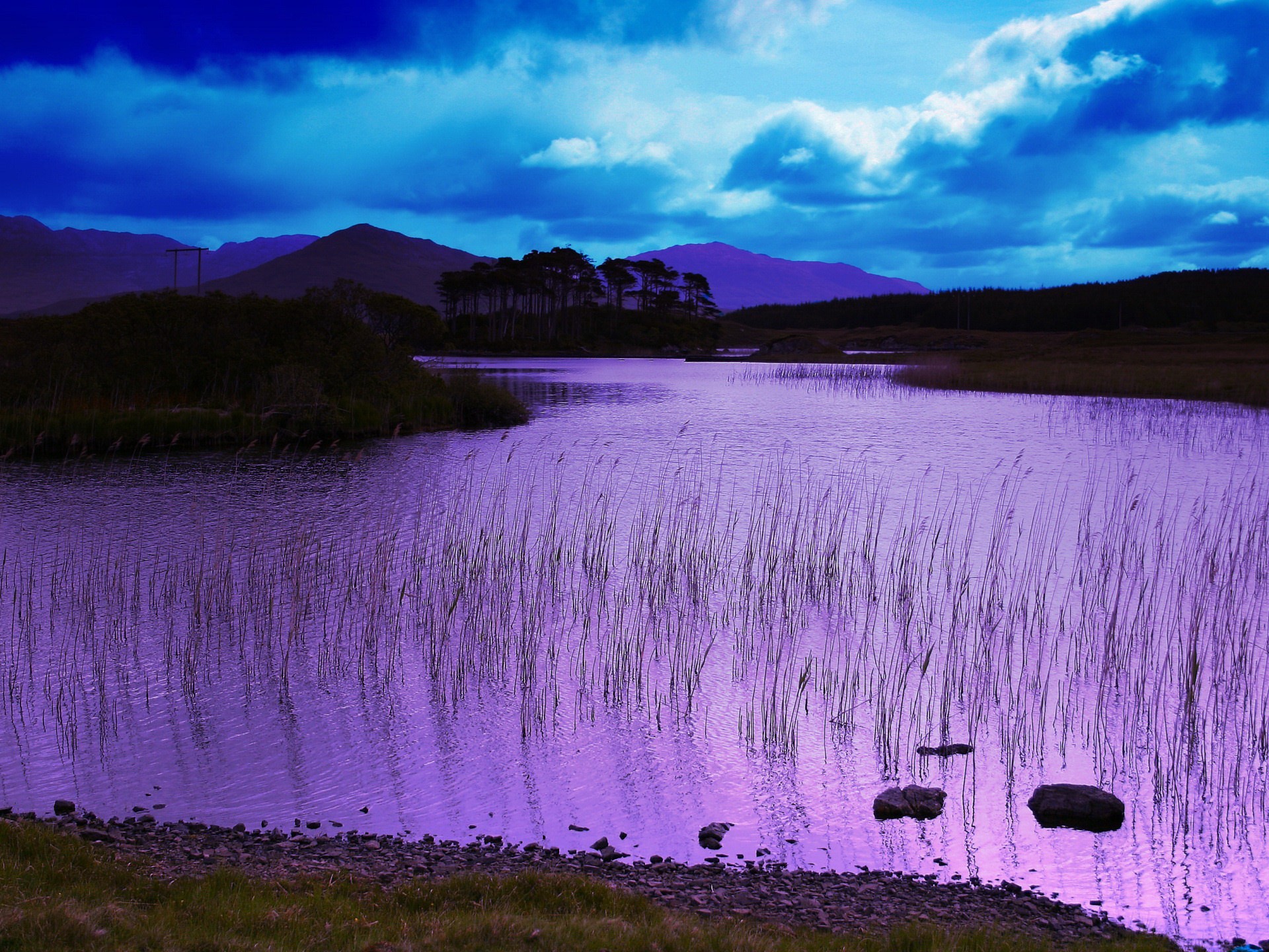 lake flowers beach