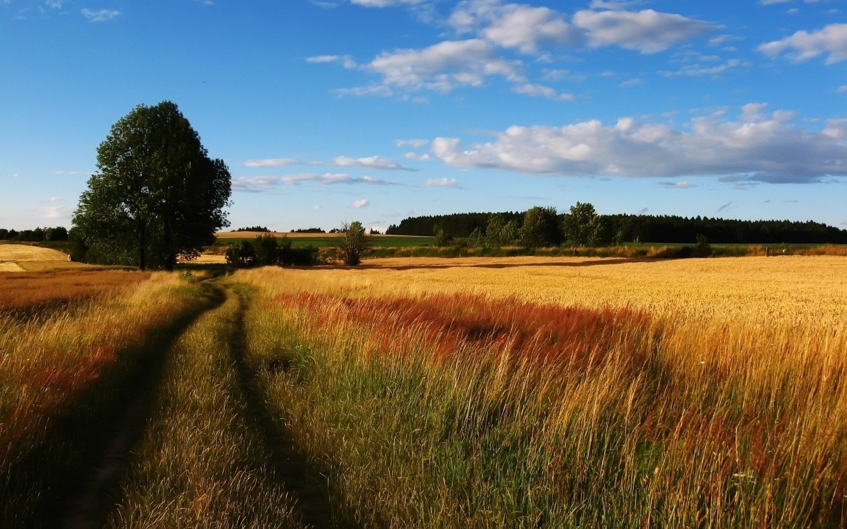 grano segale campo strada albero