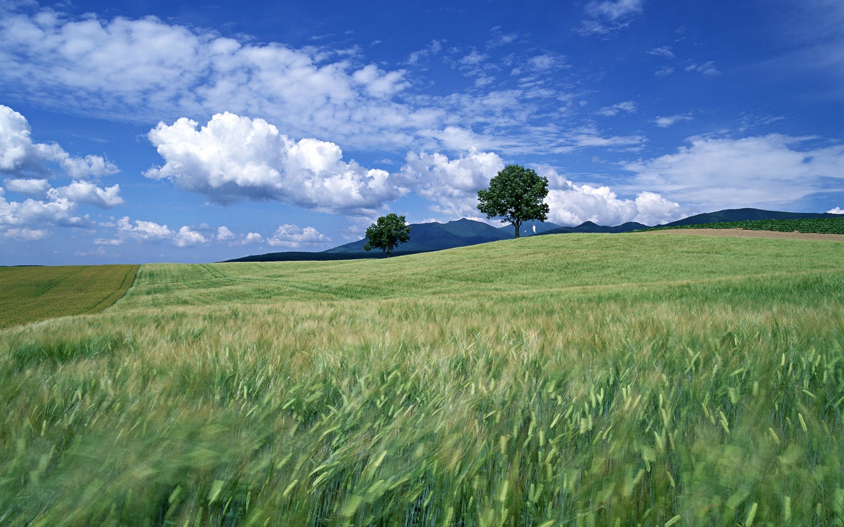 campo alberi nuvole