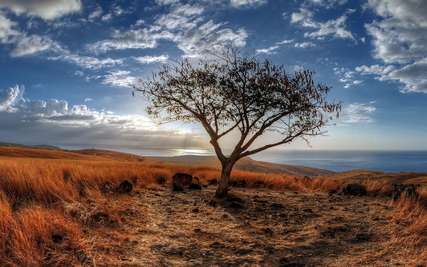 landscape sea tree