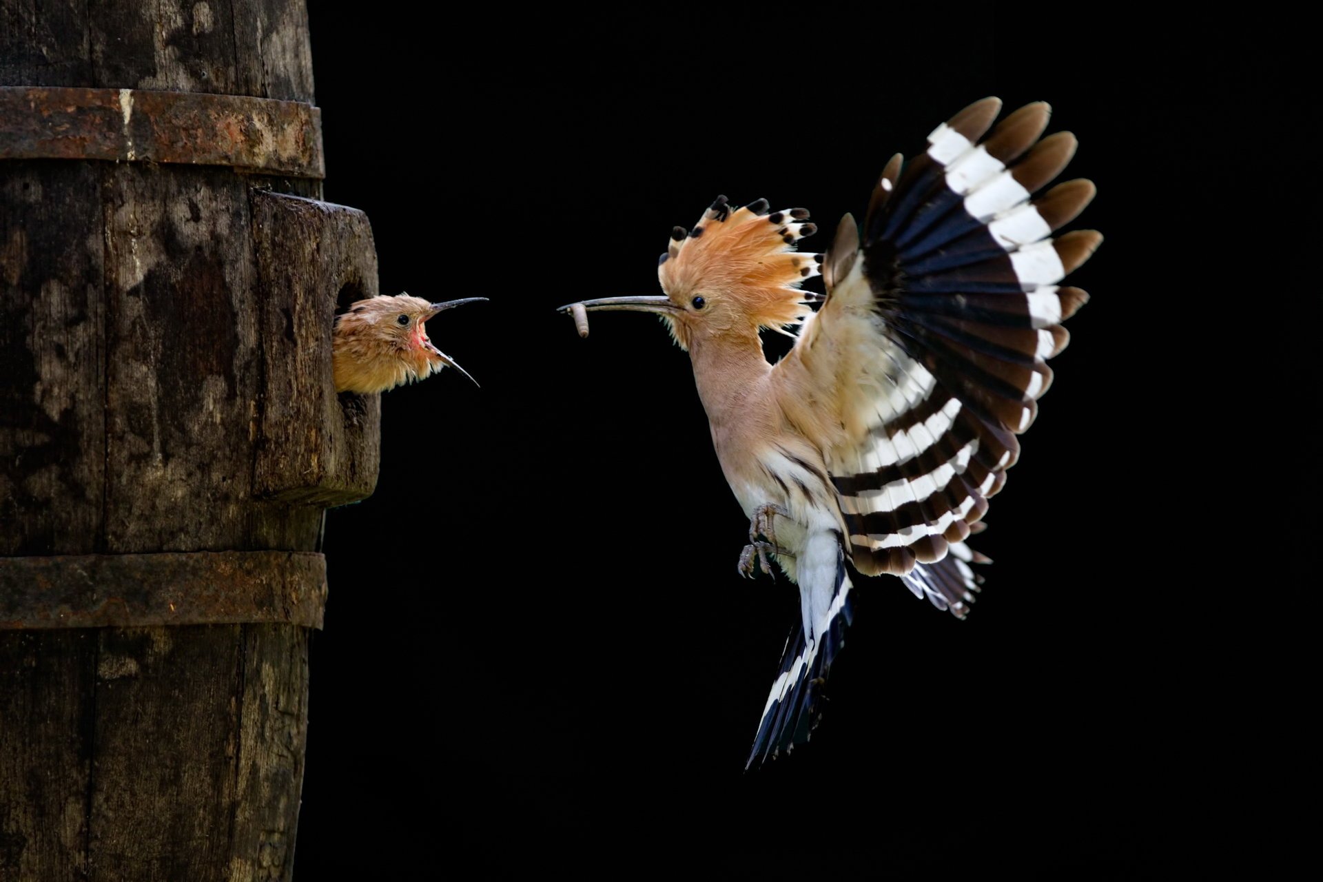 uccello upupa pulcino volo