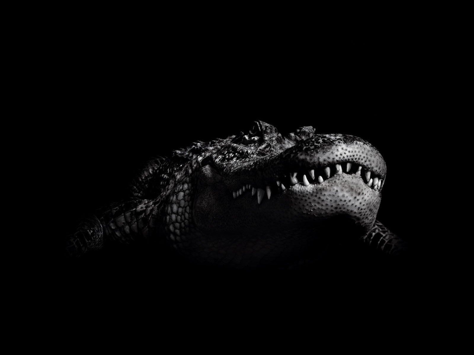 crocodile background