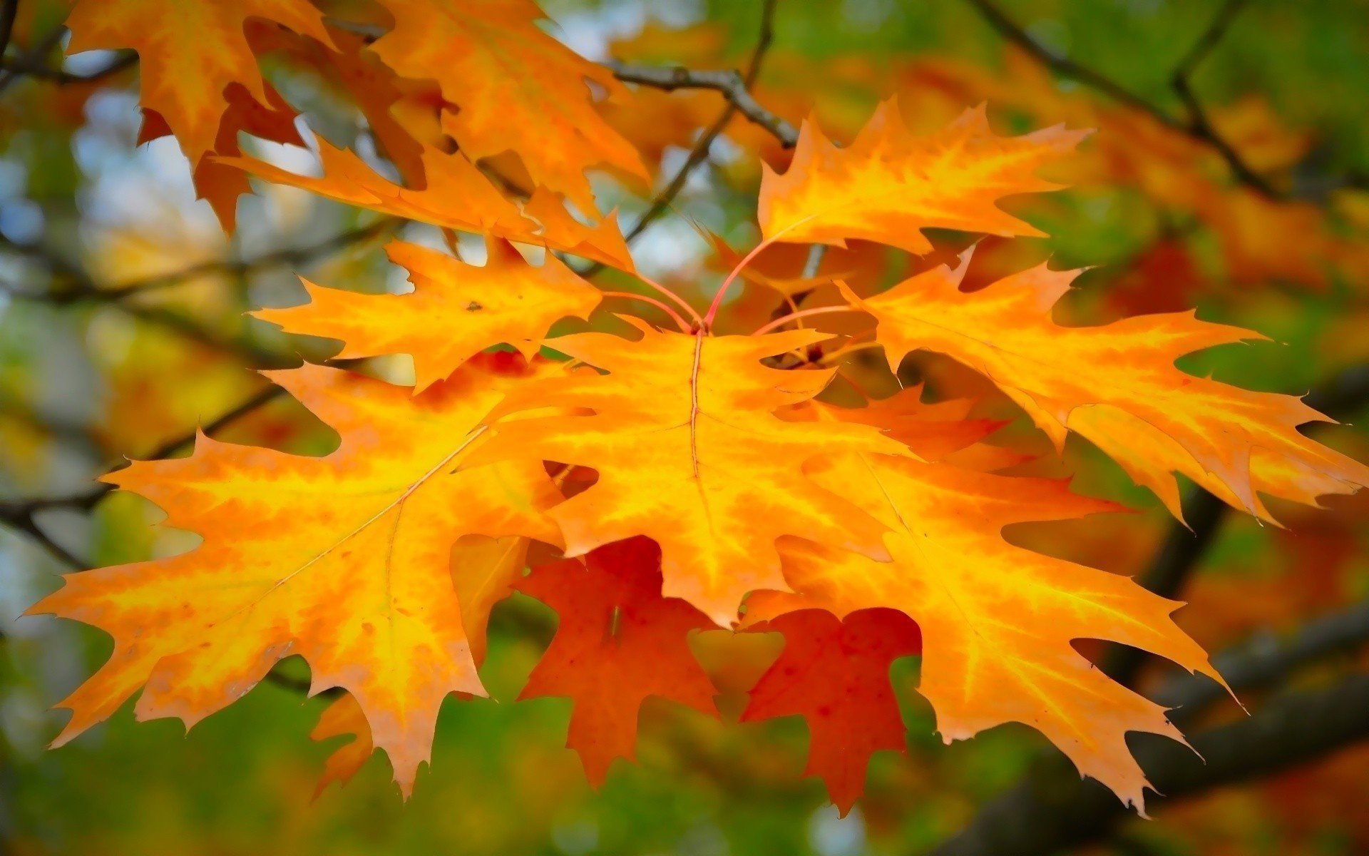 feuilles macro fond forme jaune soleil