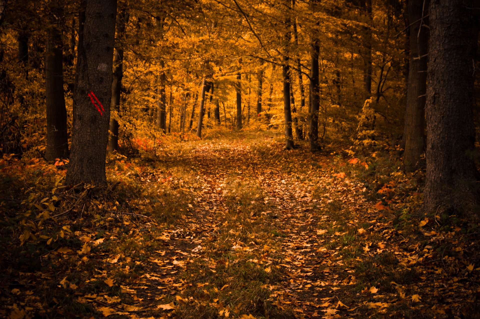 chute des feuilles feuilles arbres automne