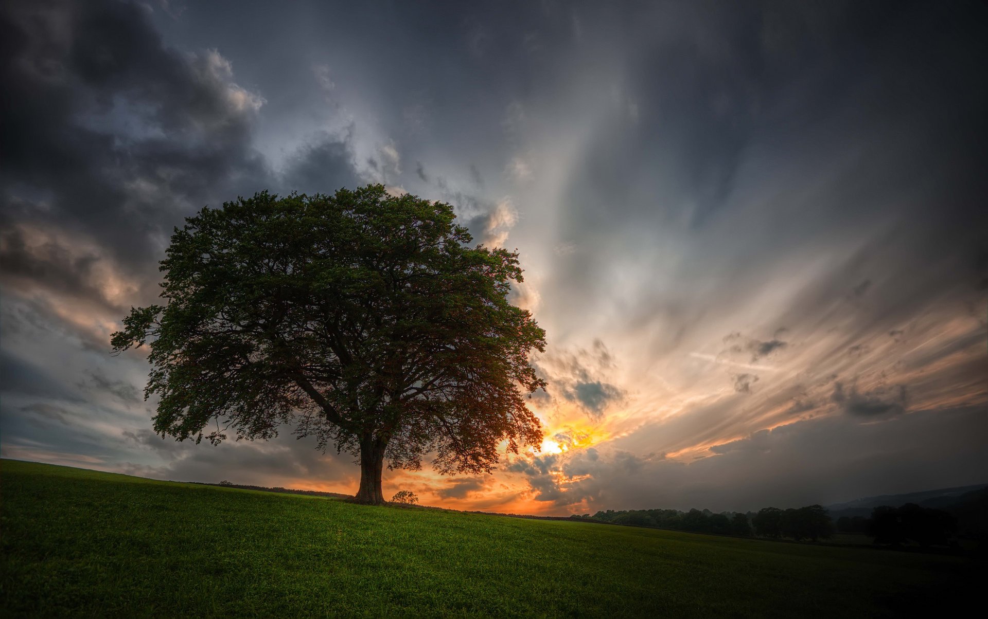 tree field the sky sunset