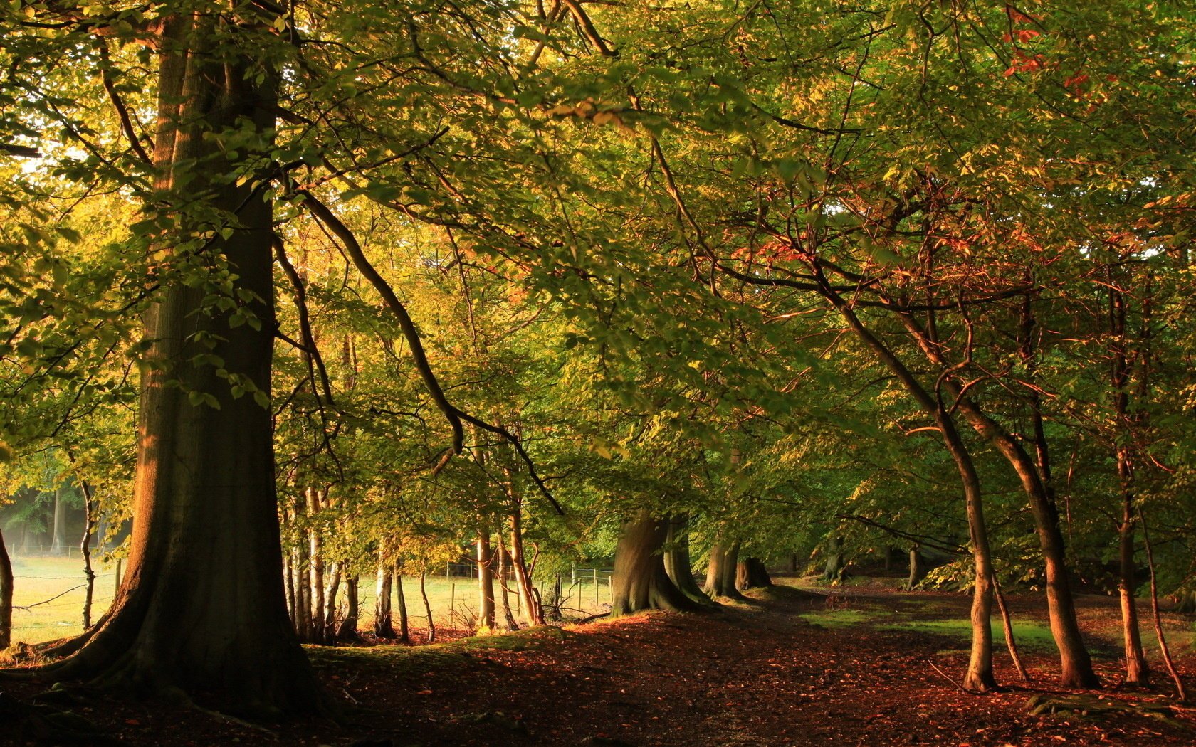 nature automne route forêt