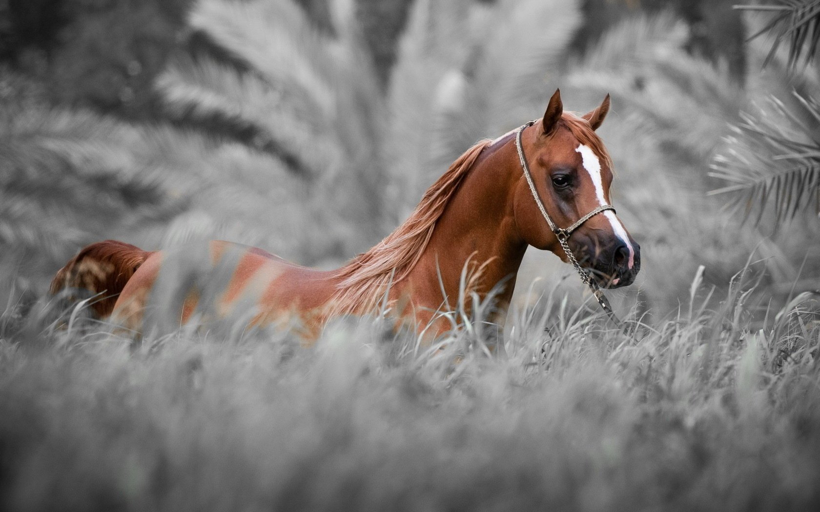 fond nature cheval cheval