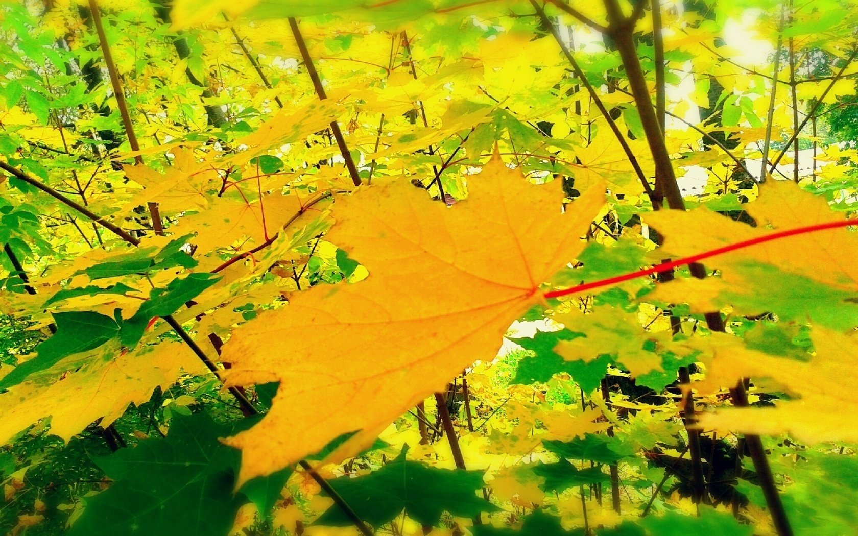 yellow leaves autumn solar