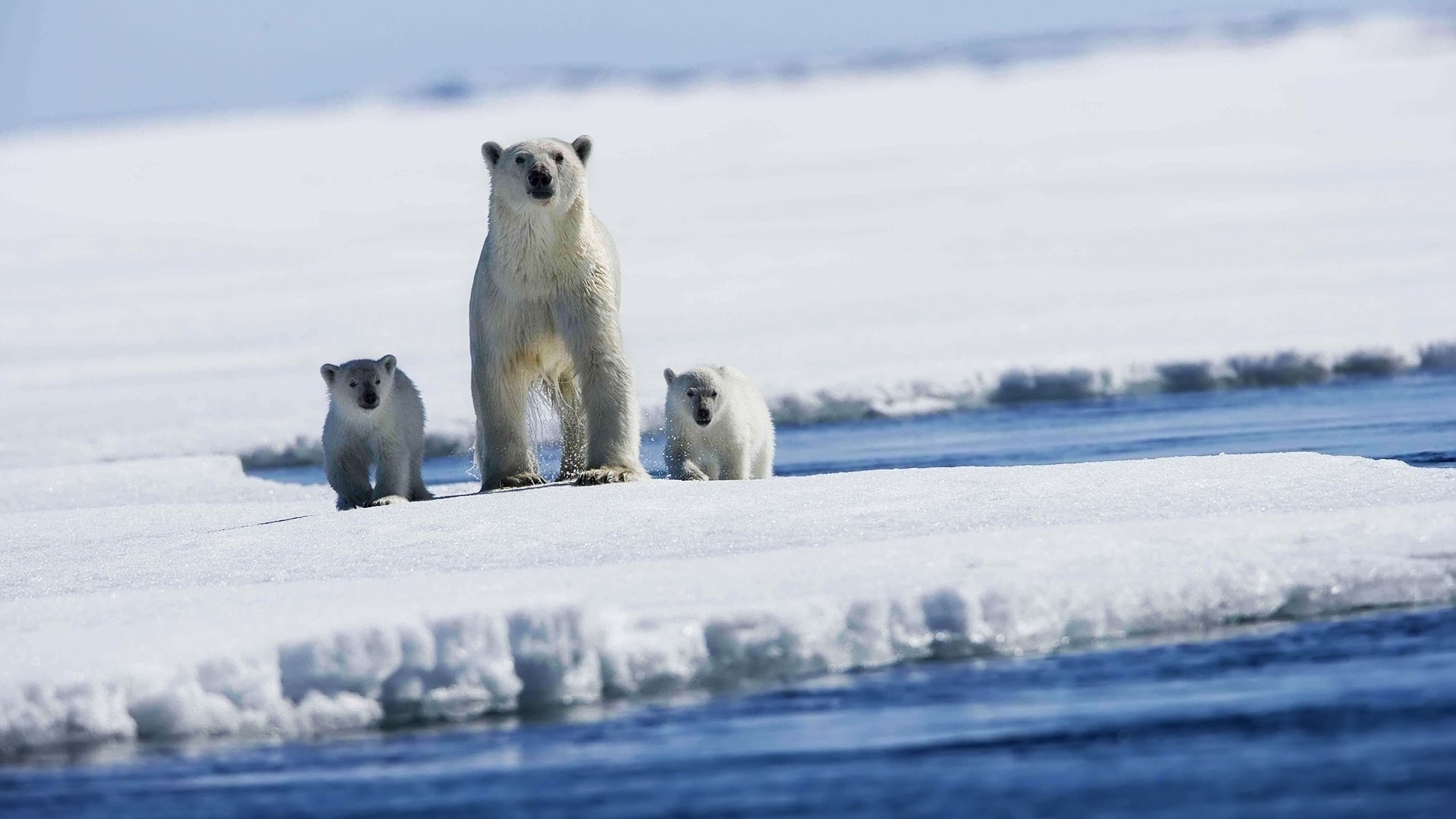 glace blanc neige ours