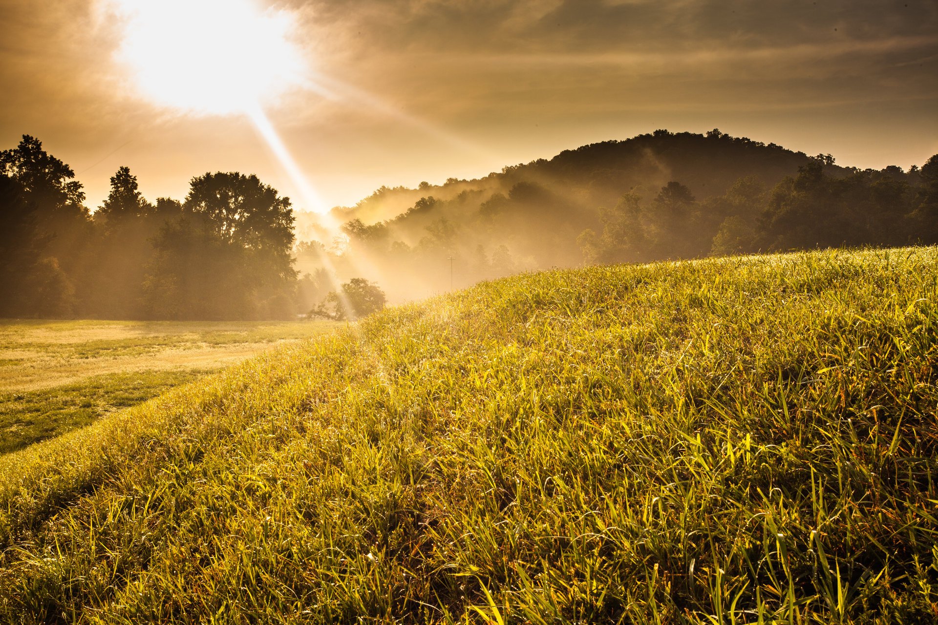 soleggiato collina alberi tramonto erba alba nebbia