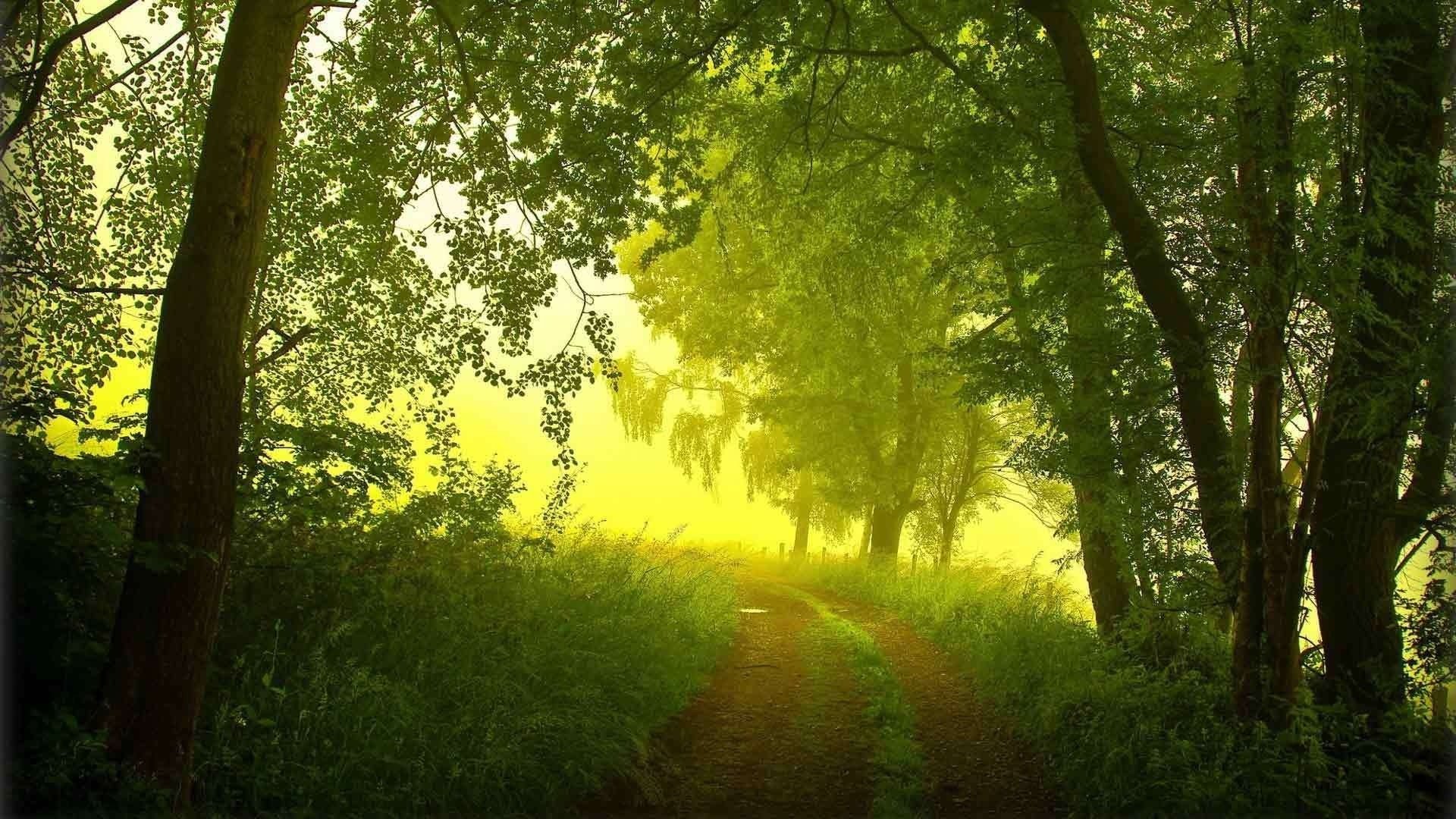 forêt brouillard arbres matin été route